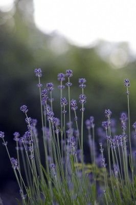 Lavendel blommor, lavendel