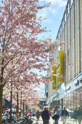 Västerås Körsbärsträd