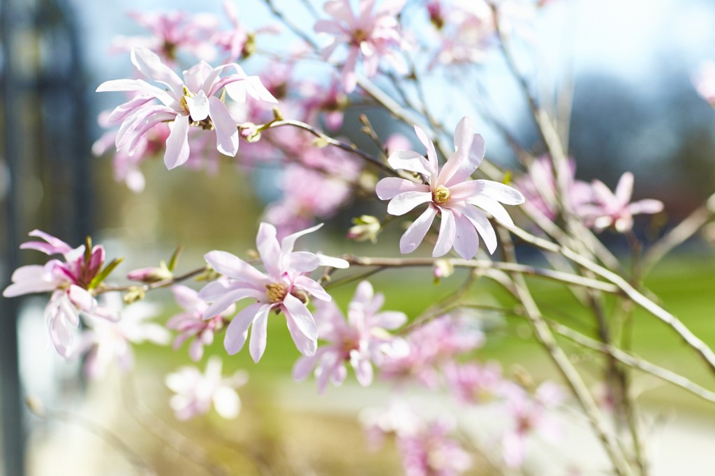 Magnolia Västerås